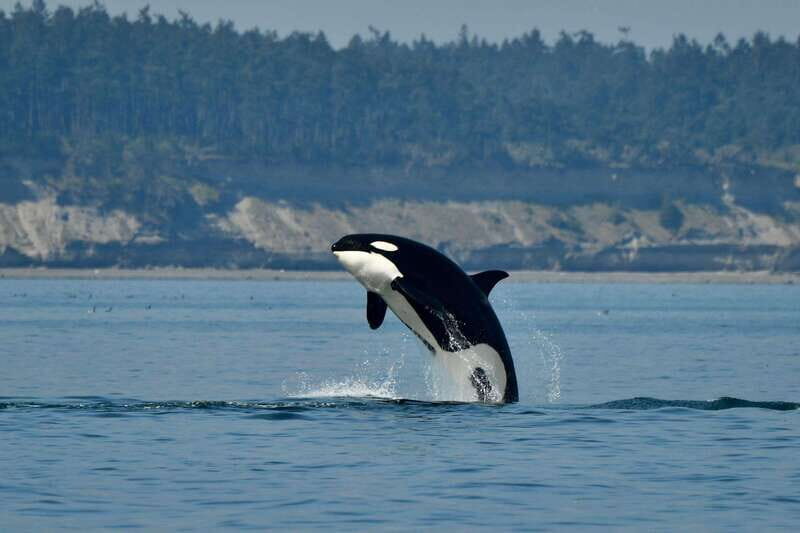 Anacortes: Whale Watching Adventure Tour Near Seattle - The Thrill of the Zodiac Ride