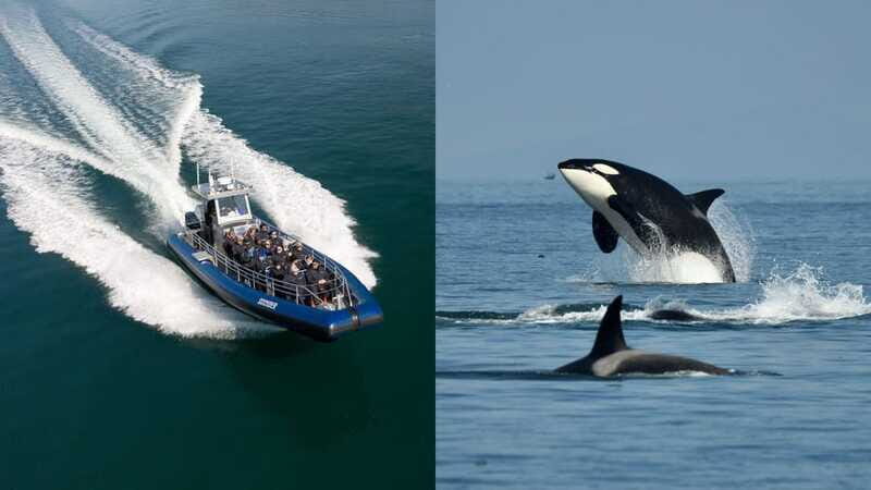 Anacortes: Whale Watching Adventure Tour Near Seattle - Value and Pricing