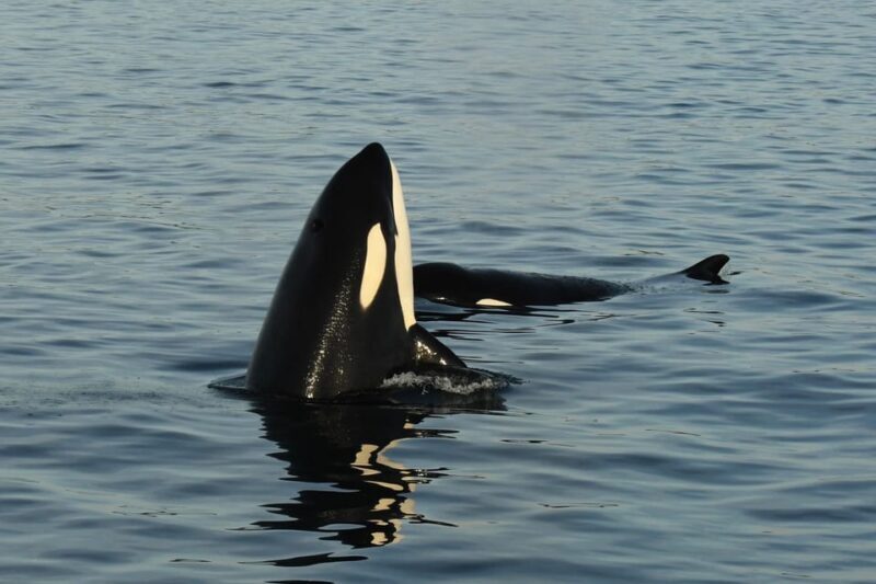 Anacortes: Whale Watching Adventure Tour Near Seattle - Authentic Encounters and Real Reviews