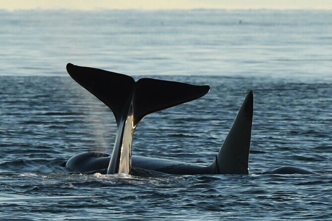 Anacortes Whale Watching Adventure Tour - Zodiac Boat - Key Points