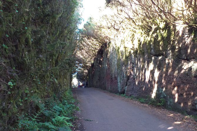 Anaga the enigmatic forest - Discover Tenerife’s Enigmatic Forest and Scenic Coastlines