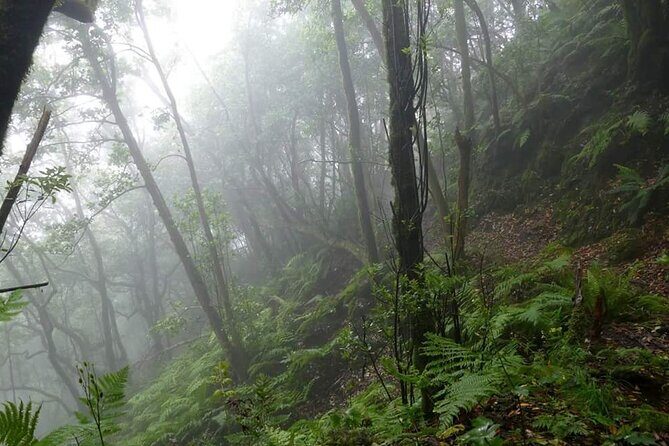 Anaga Total: Adventure between Forests, Summits and Sea. - Experience the Best of Tenerife’s Anaga with a Guided Adventure