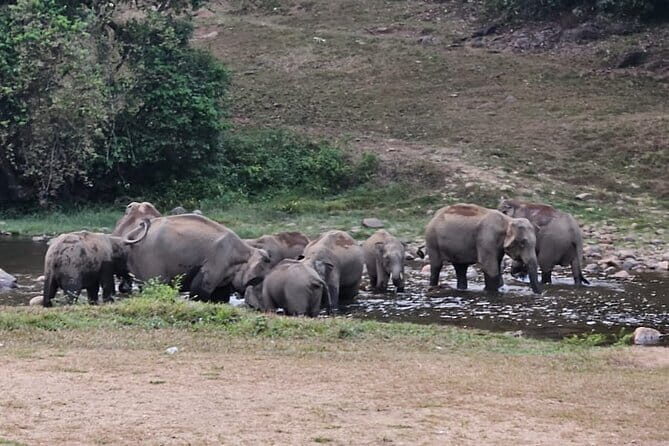 Anakkulam Wild Elephant Visiting(Jeep tour) - Key Points