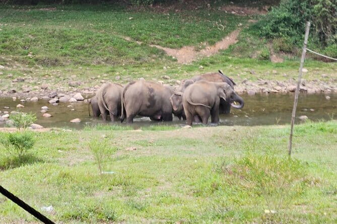 Anakkulam Wild Elephant Visiting(Jeep tour) - Who Should Book This Tour?