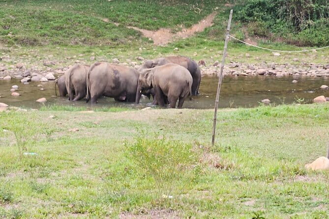 Anakkulam Wild Elephant Visiting(Jeep tour) - Frequently Asked Questions