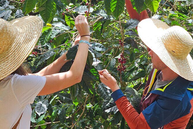 Ancestral Coffee Experience in Boquete - FAQ