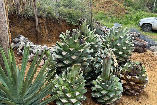 Ancestral Mezcal Tour Experience A pre Hispanic Heritage - Why This Tour Is Worth Your Time