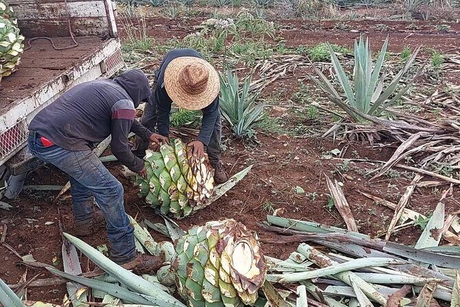 Ancestral Mezcal Tour Experience A pre Hispanic Heritage - Considerations Before Booking