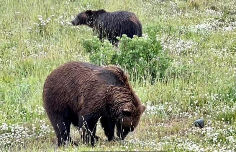 Anchorage: Bears, Beers, and Glacier Tour - An In-Depth Look at the Anchorage: Bears, Beers, and Glacier Tour