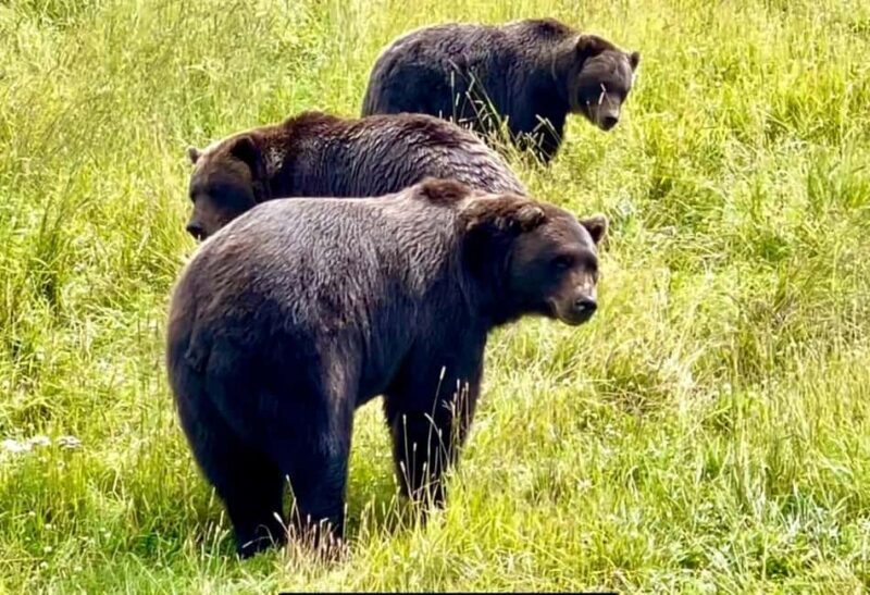Anchorage: Bears, Beers, and Glacier Tour - FAQ
