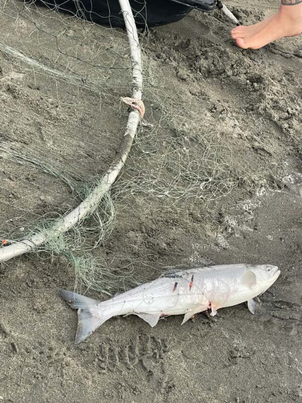 Anchorage discovery tour - Anchorage Discovery Tour: A Compact Dive into Alaska’s Capital