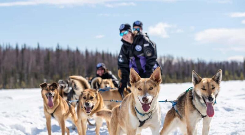 Anchorage: Dog Sled Ride in Willow with Transfers - Key Points