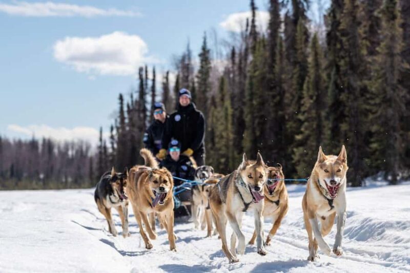Anchorage: Dog Sled Ride in Willow with Transfers - In-Depth Review: What You Can Expect