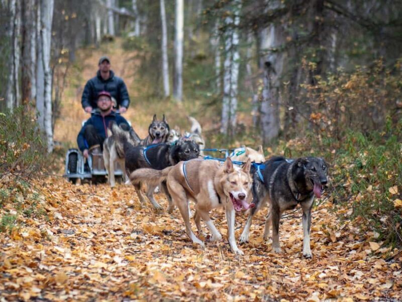 Anchorage: Dog Sled Ride in Willow with Transfers - Final Words