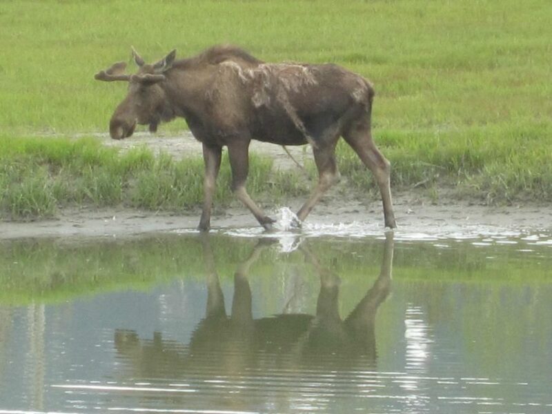 Anchorage: Portage Glacier and Wildlife Explorer Cruise - The Details: What to Expect on the Tour