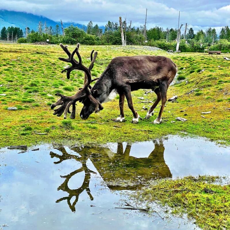 Anchorage: Scenic Tour to Wildlife Center - Key Points