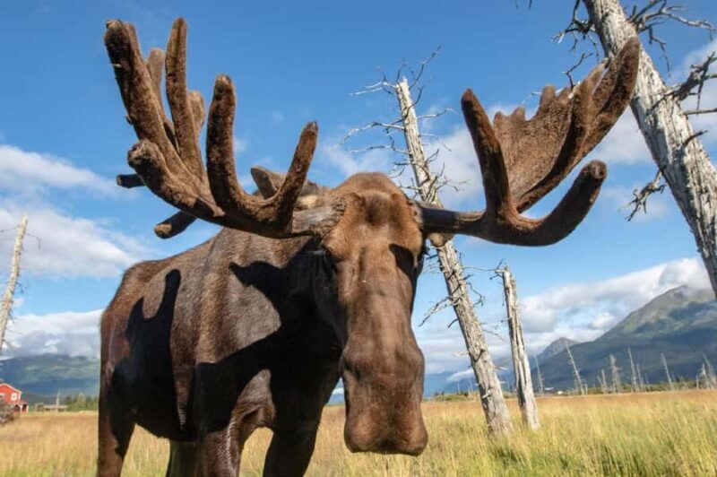 Anchorage: Scenic Tour to Wildlife Center - A Detailed Look at the Experience