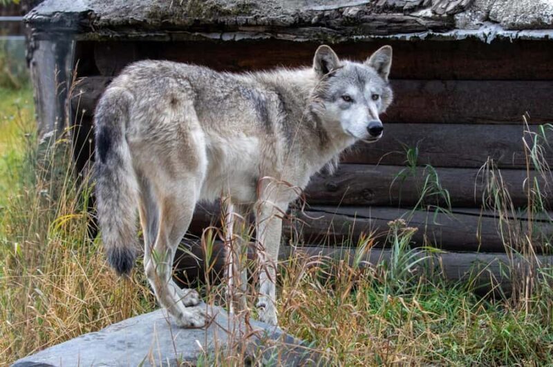 Anchorage: Scenic Tour to Wildlife Center - Final Thoughts