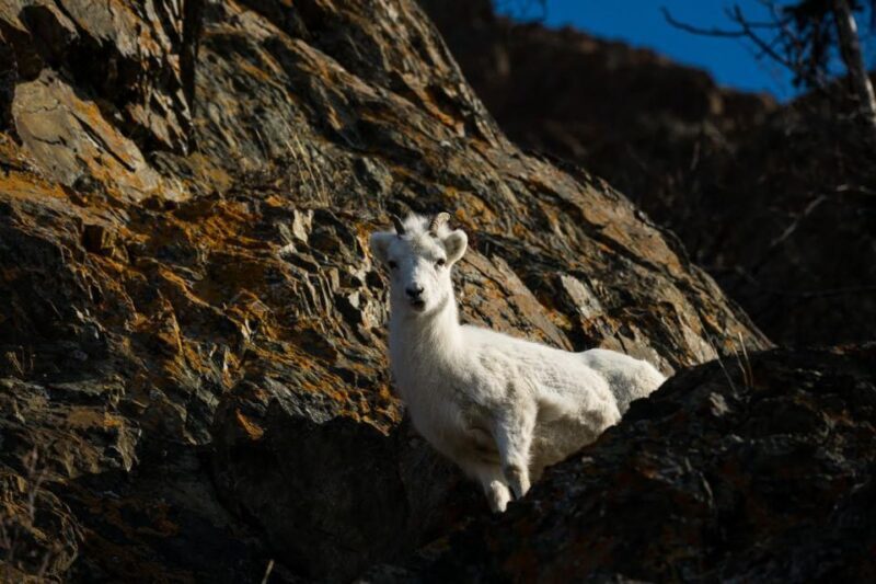 Anchorage: Turnagain Arm Highlights Photography Day Trip - An In-Depth Look at the Turnagain Arm Photography Tour