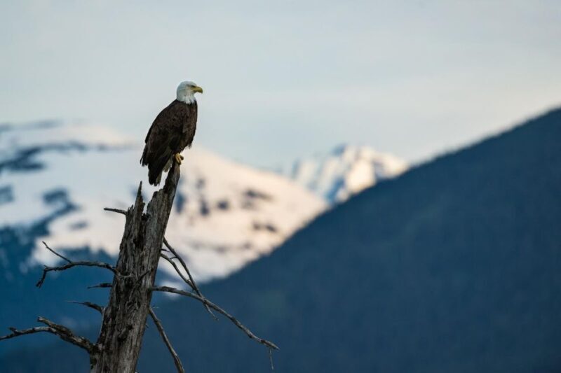 Anchorage: Turnagain Arm Highlights Photography Day Trip - Frequently Asked Questions
