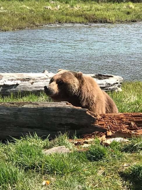 Anchorage: Wildlife, Glacier, and Wine Tasting Tour - Anchorage: Wildlife, Glacier, and Wine Tasting Tour — A Full-Day Adventure in Alaska