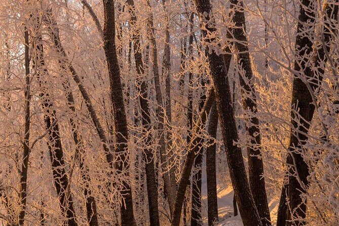 Anchorage Winter Wonderland Photo Tour - Who Will Love This Experience?