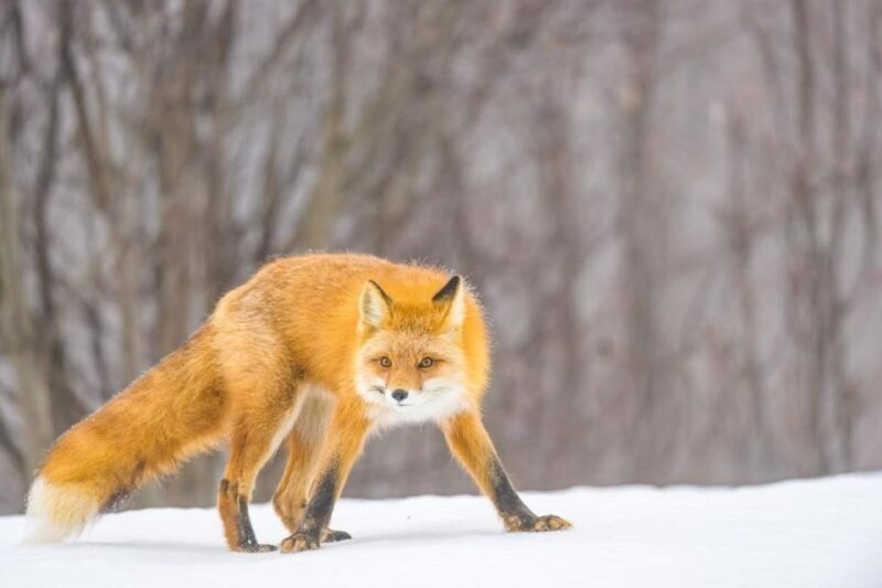 Anchorage: Winter Wonderland Photo Tour - Authenticity and Value