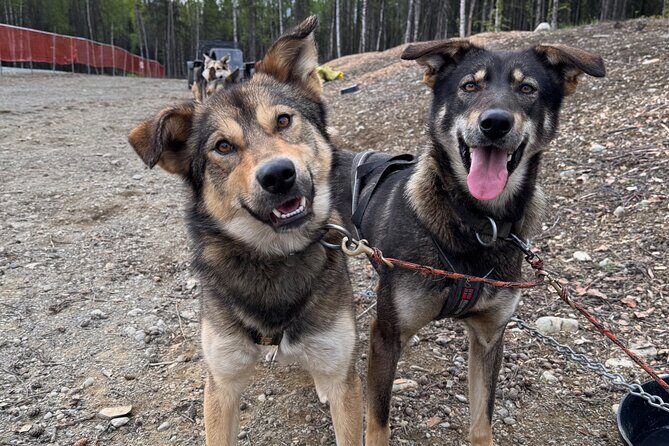 Anchorage's Authentic Dog Sledding Experience - The Setting: From Anchorage to the Race Track