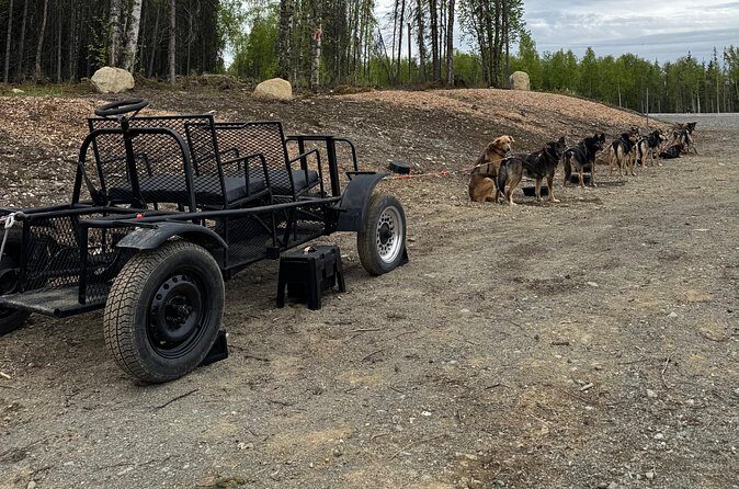Anchorage's Authentic Dog Sledding Experience - Drawbacks and Considerations