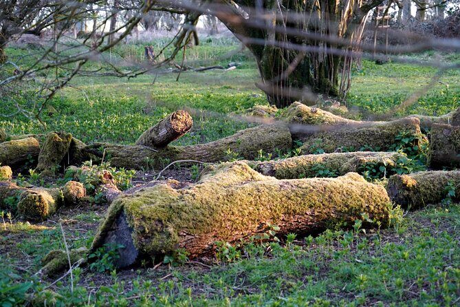 Ancient Britain: Sacred forests, Neolithic burials and UFO sights - Practicalities and Value