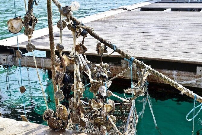 Ancient Ston Walls & Exquisite Oysters: A Half-Day Adventure - A Closer Look at the Itinerary