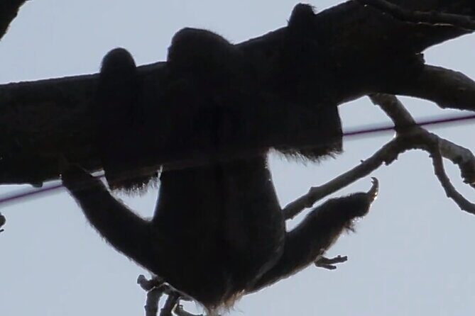 Ancon Hill Eco Walk  Sloths, Toucans & Stunning City Views - The Itinerary in Detail