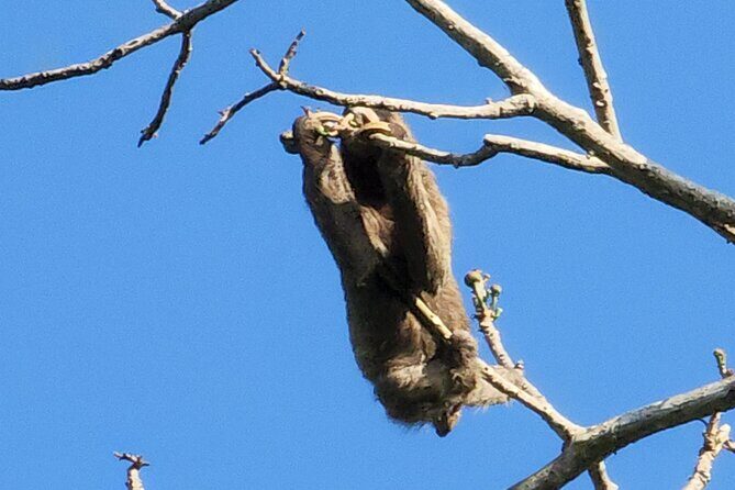 Ancon Hill Eco Walk  Sloths, Toucans & Stunning City Views - The Sum Up