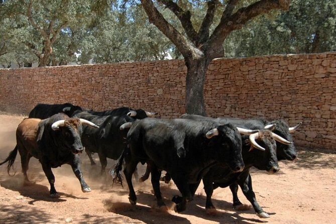 Andalucia Bull and Horse Farm and Ronda Private Tour from Malaga - Introduction