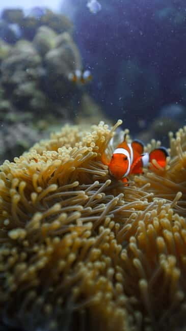 Andaman: Havelock Scuba Diving by PADI 5-Star Dive Center - Detailed Breakdown of the Tour