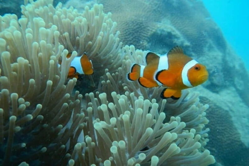Andaman Islands: Scuba Diving Tour - Frequently Asked Questions