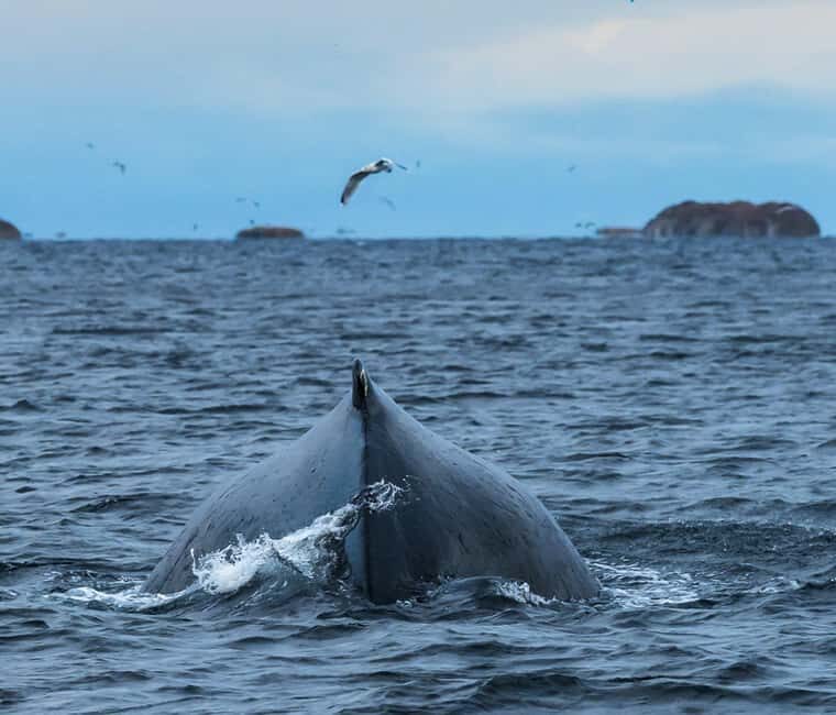 Andenes: Whale Watching/Puffin RIB Boat Tour from Bleik - A Practical Guide to the Andenes Whale-Watching/Puffin RIB Boat Tour from Bleik