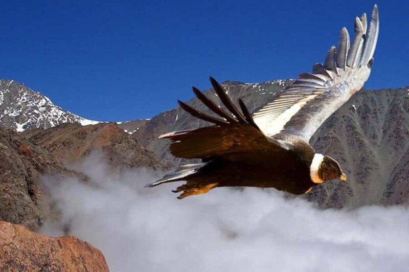 Andes Half-Day Private Tour with Wine and Cheese Tasting - Full Review