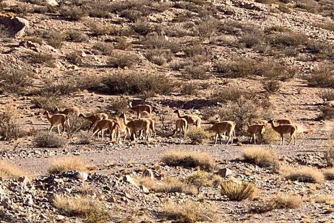 Andes Mountain Tour Circuit Mt Aconcagua - Who Will Love This Tour?