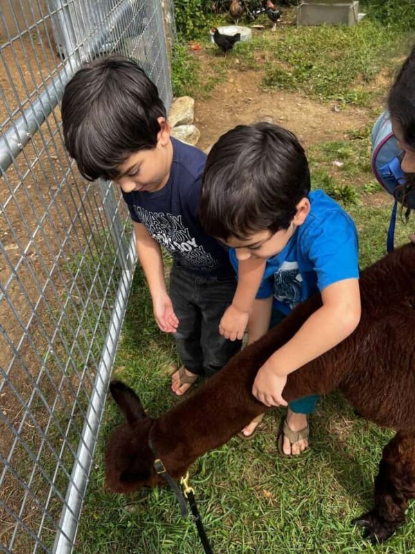 Andover, VT: Alpaca Interaction and Walk Experience - Key Points