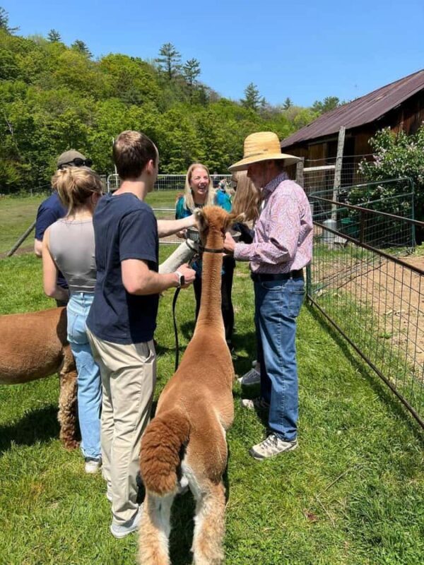 Andover, VT: Alpaca Interaction and Walk Experience - Exploring the Andover Alpaca Walk Experience