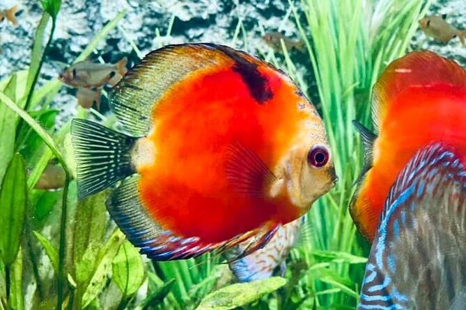 Angkor Wildlife & Aquarium Halfday tour - Exploring Angkor Wildlife & Aquarium Halfday Tour: A Genuine Look