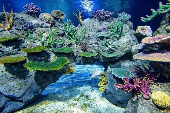 Angkor Wildlife & Aquarium Halfday tour - Key Points