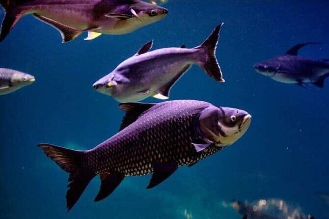 Angkor Wildlife & Aquarium Halfday tour - Final Thoughts