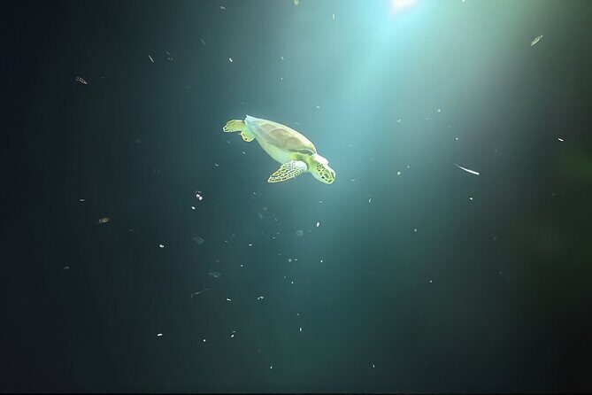 Anguilla Based: 1-Tank Group Night Dive (certification Required) - An In-Depth Look at the Night Dive Experience in Anguilla