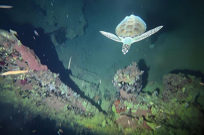 Anguilla Based: 1-Tank Group Night Dive (certification Required) - Who Should Consider This Experience?