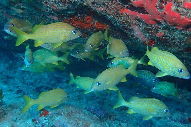 Anguilla Based: 2-Tank Group Dive Experience for Certified Divers - Key Points