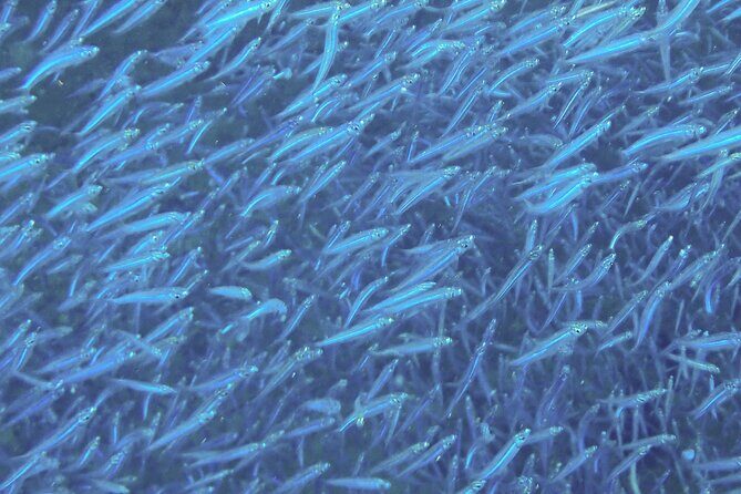 Anguilla Based: 2-Tank Group Dive Experience for Certified Divers - Final Thoughts