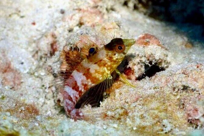 Anguilla Based: PADI Discover Scuba (Introductory Dive) - Key Points