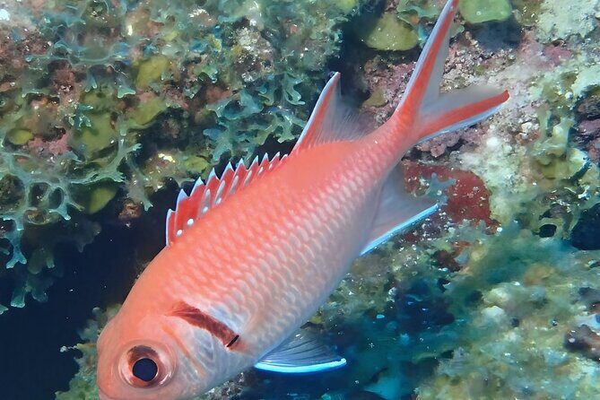 Anguilla Based: PADI Discover Scuba (Introductory Dive) - Who Is This Tour Best For?